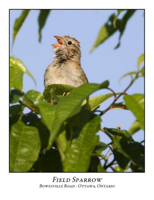 Field Sparrow-002