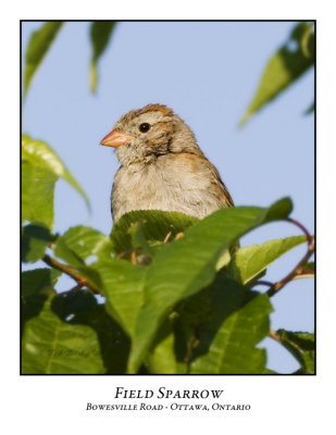 Field Sparrow-001