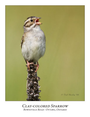 Clay-colored Sparrow-004