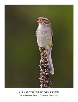Clay-colored Sparrow-007