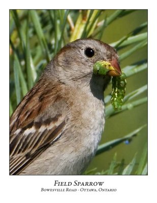 Field Sparrow-005