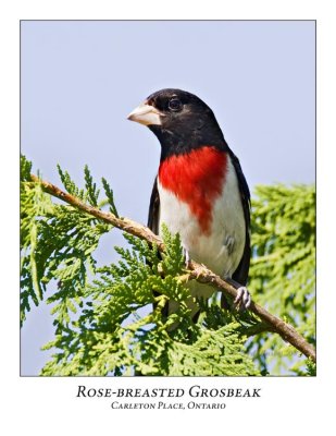 Rose-breasted Grosbeak-008