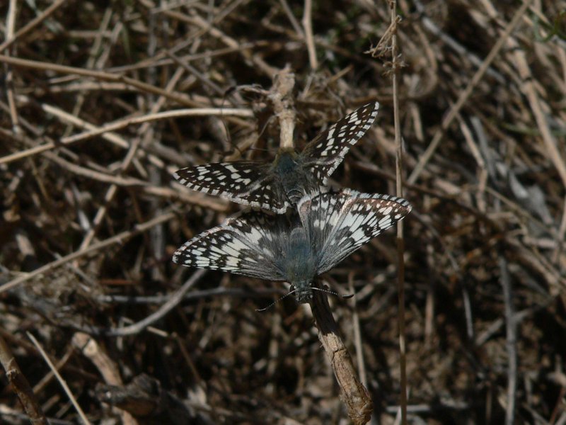 Common/White Checkered-Skipper (Pyrgus communis/albescens) - coupled pair