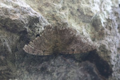 Black Witch Moth