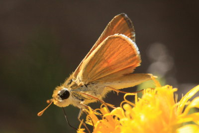 Orange Skipperling (Copaeodes aurantiaca)