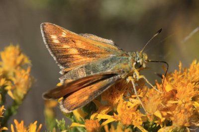 Pahaska Skipper (Hesperia pahaska)