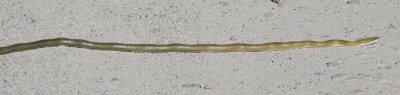 Green Rat Snake (Senticolis triapis)
