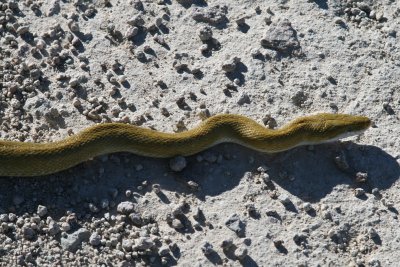 Green Rat Snake (Senticolis triapis)