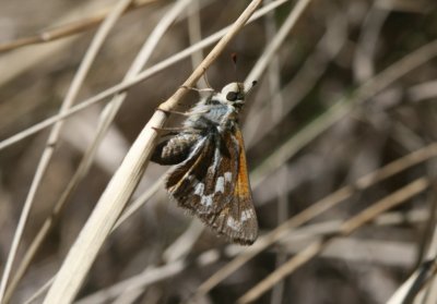 Morrison's Skipper (Stigna morrisoni)