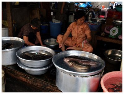 Fish stall I