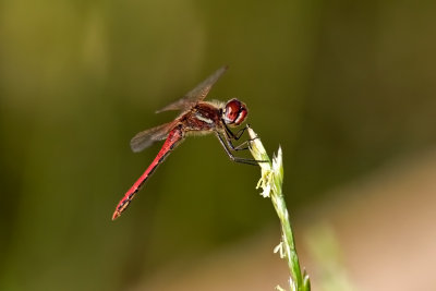 Red-veined darter, Sympetrum fonscolombii, male