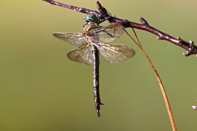 Brilliant Emerald, Vanlig metall yenstikker, Somatochlora metallica, female