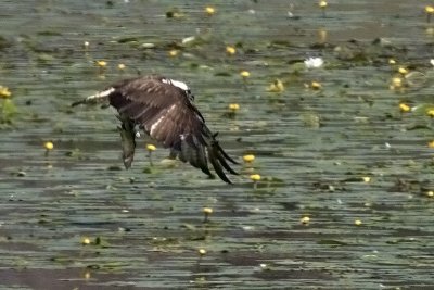 Fish Eagle. Fiskern