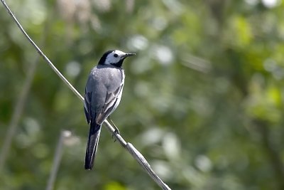 White Wagtail. Linerle