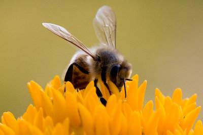 Honeybee on Butterfly-weed