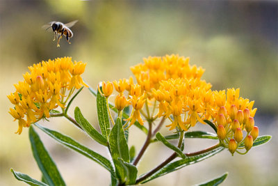 Butterfly-weed