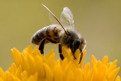Honeybee on Butterfly-weed