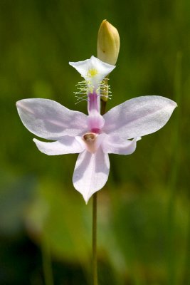 Grass Pink Orchid