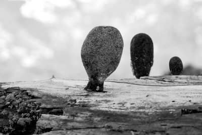 Dead Man's Fingers