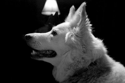 Lady