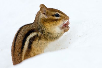 Chipmunk