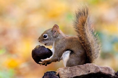 Red Squirrel with Walnut