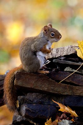 Red Squirrel