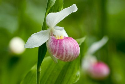 Showy Lady's Slipper Trio