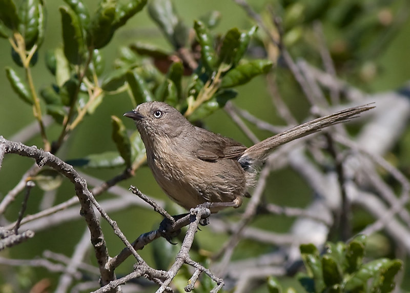 Wrentit