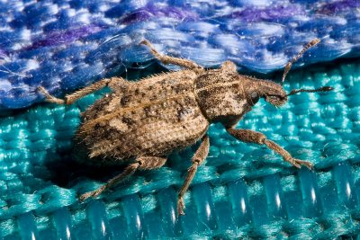 Vegetable Weevil  (Listroderes costirostris)