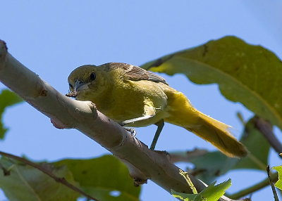 Hooded Oriole - female