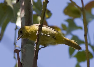 Hooded Oriole - female