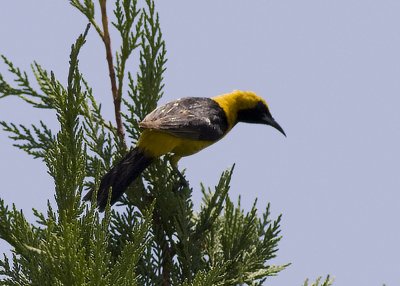 Hooded Oriole - male