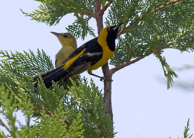 Hooded Oriole - male with young