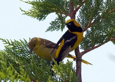Hooded Oriole - male with young