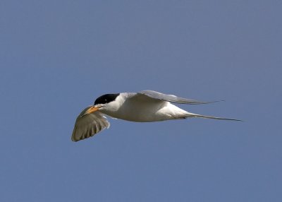 Forster's Tern