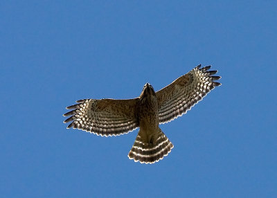 Red Shouldered Hawk