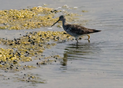 Greater Yellowlegs