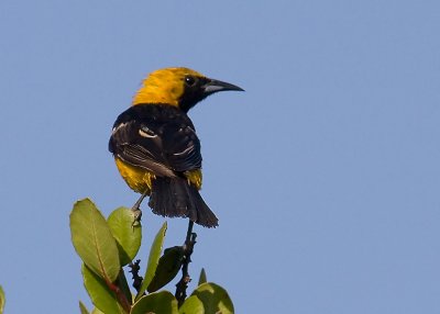 Hooded Oriole