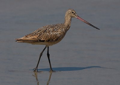 Marbled Godwit