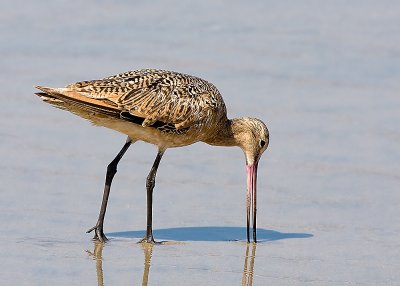 Marbled Godwit