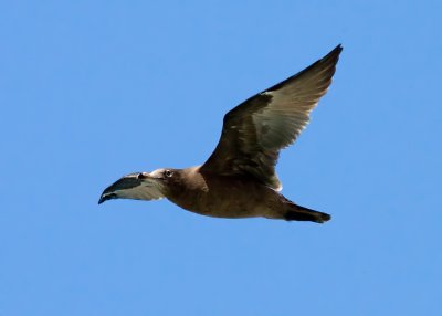 Herring Gull