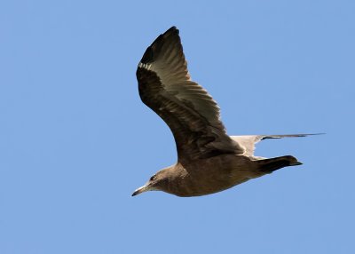 Herring Gull