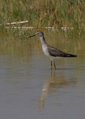 Lesser Yellowlegs