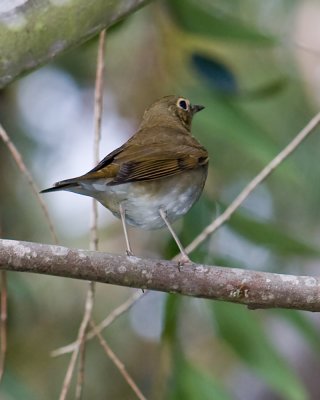 Swainson's Thrush