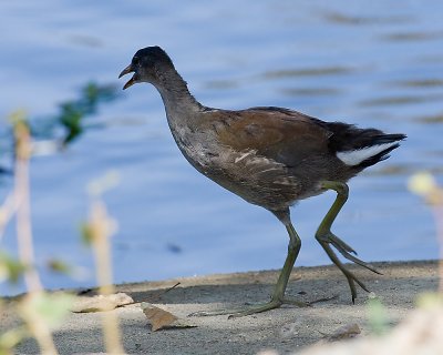 Common Moorhen - juvenile