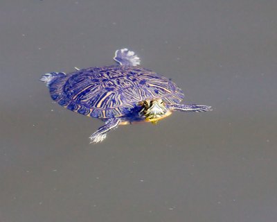 Pond Slider (Trachemys scripta)