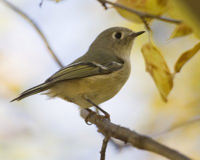 Ruby-crowned Kinglet