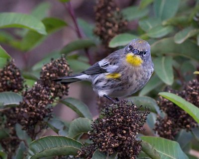 Yellow-rumped Warbler Audobon's Warbler