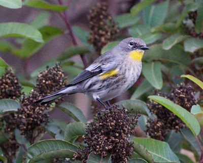 Yellow-rumped Warbler Audobons Warbler